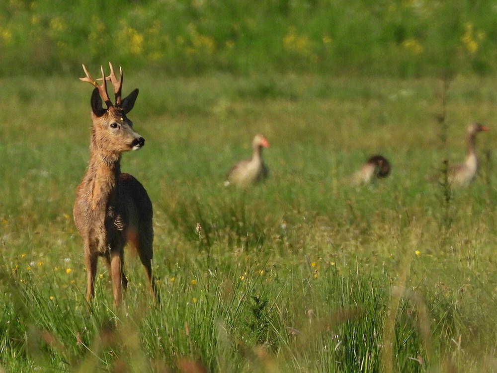 reeokopgeschriktdoor de wolfzouweboezem29042025