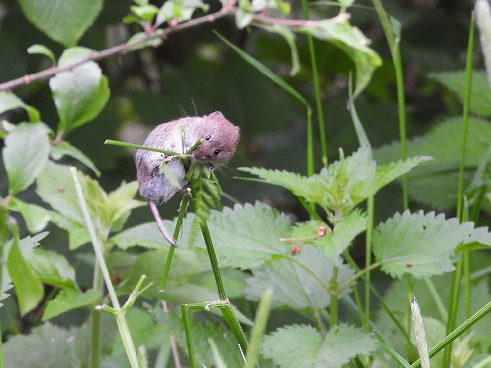 rossewoelmuisbuitenfortbotanischetuinenutrecht08052024 2