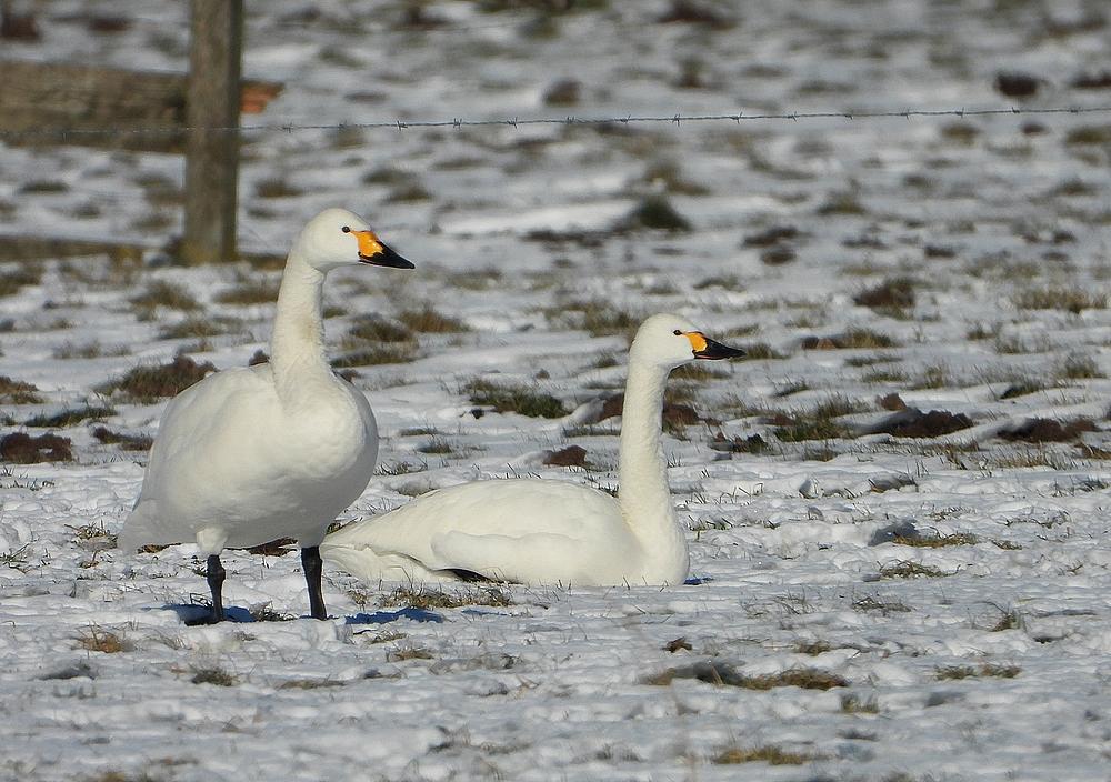 kleinezwanen04022017 3