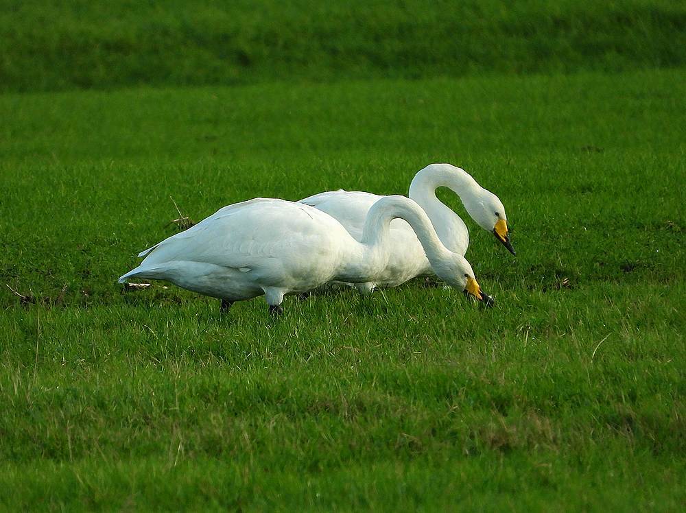 wildezwanenottoland02122019 2