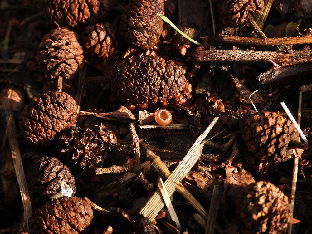 elzenkatjesmummiekelkjezouweboezemgebied18022026 1