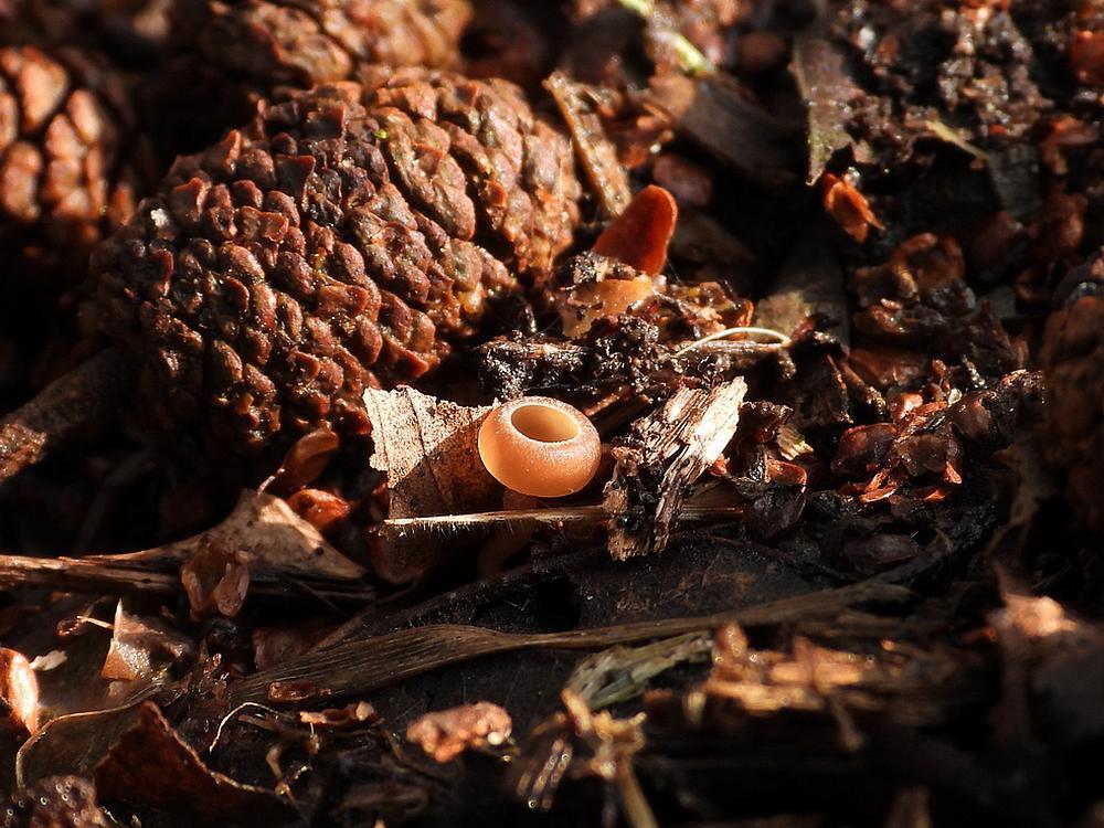 elzenkatjesmummiekelkjezouweboezemgebied18022026 2