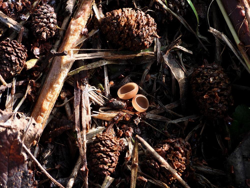 elzenkatjesmummiekelkjezouweboezemgebied18022026 3