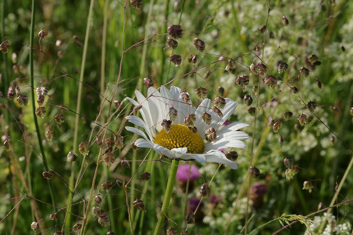 bevertjesenmargrietzouweboezemgebied28052026