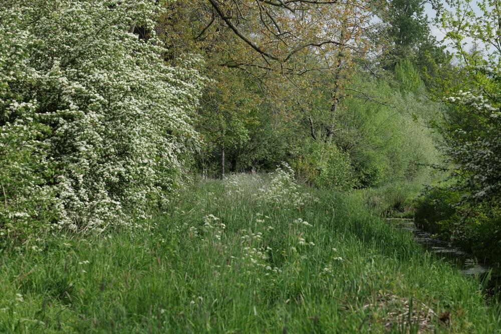 voorjaarsprachtzouweboezemgebied02052026 1