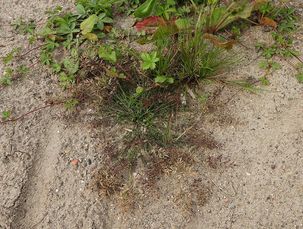 kleinliefdegraszouweboezemgebied27082026 1