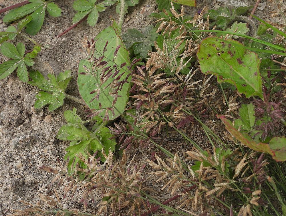 kleinliefdegraszouweboezemgebied27082026 2