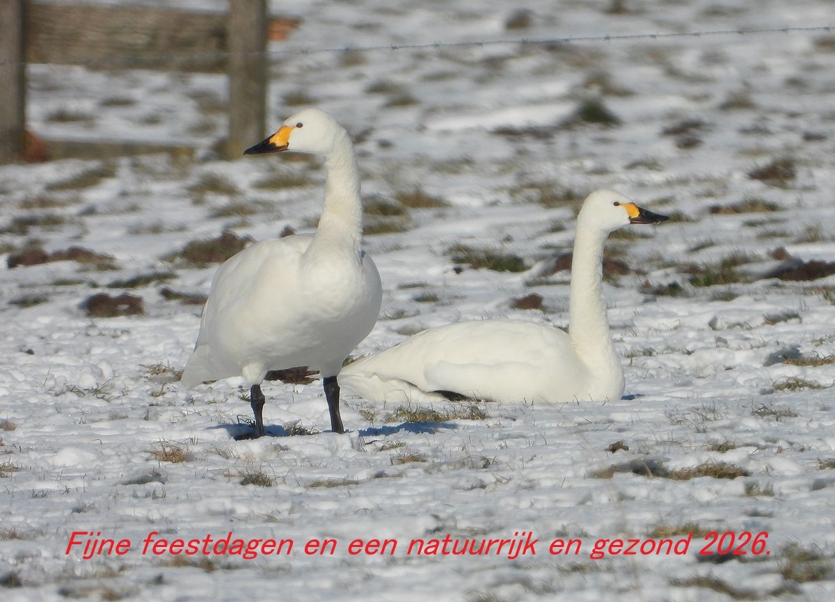 kleinezwanenfeestdagen2025