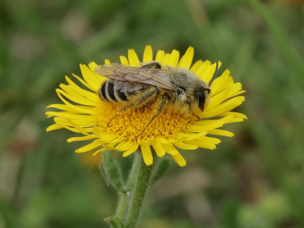 pluimvoetbijmanopheelblaadjezouweboezemgebied07082026