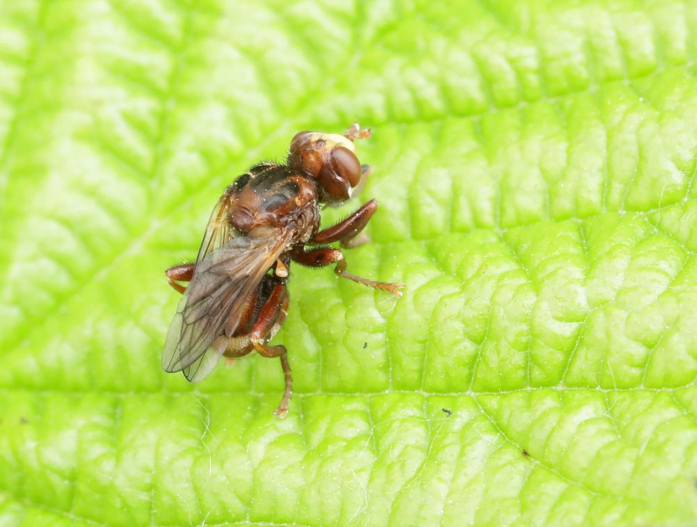 roestbruinekromlijfzouweboezemgebied06062026 1