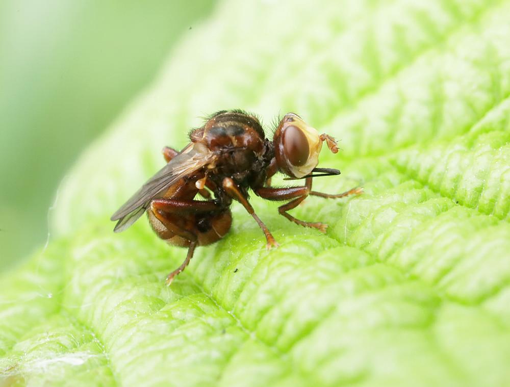 roestbruinekromlijfzouweboezemgebied06062026 2