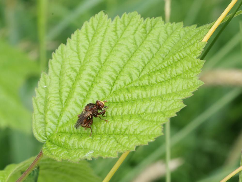 roestbruinekromlijfzouweboezemgebied06062026 3