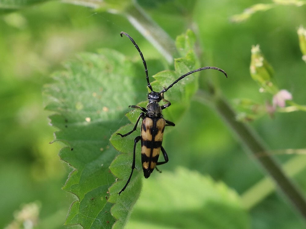 gevlektesmalboktorviaansebos28052023