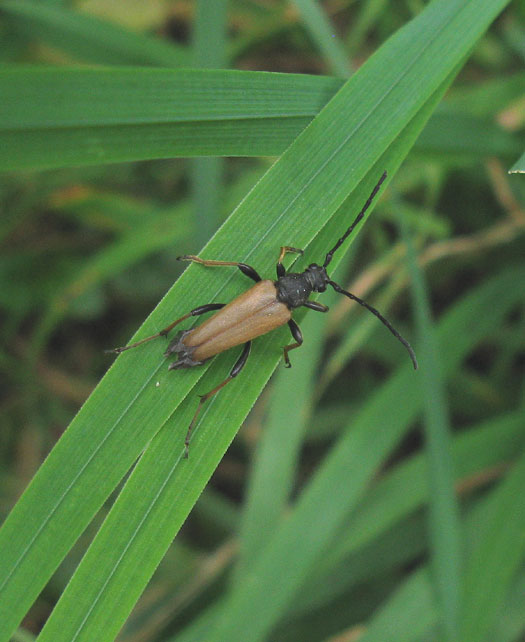 gewone smalboktor man natuurlijk utrecht
