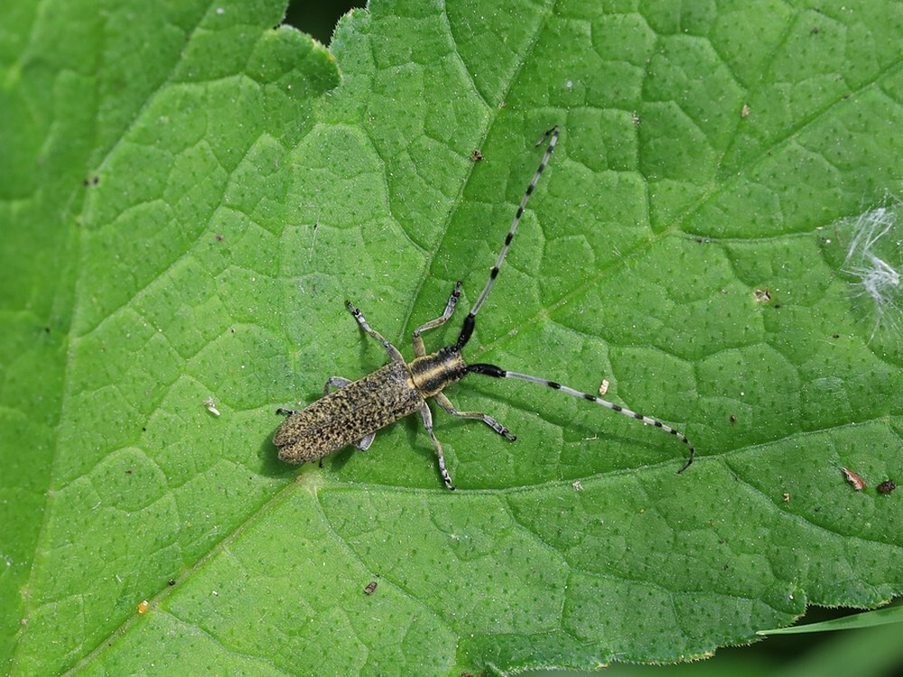 gewonedistelboktorviaansebos28052023