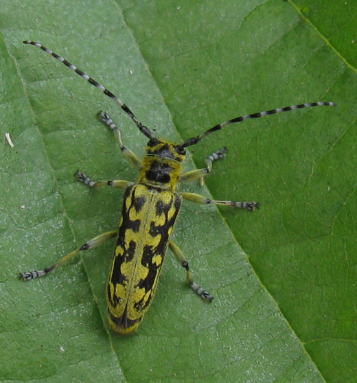 ladderboktor natuurlijk brabant 08062009 1