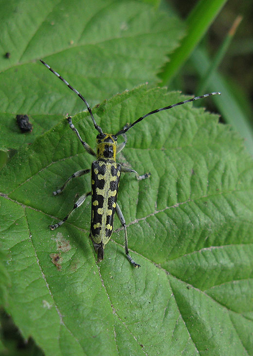 ladderboktor natuurlijk brabant 20052011 1