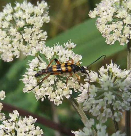 slanke smalboktor natuurlijk brabant 18072007