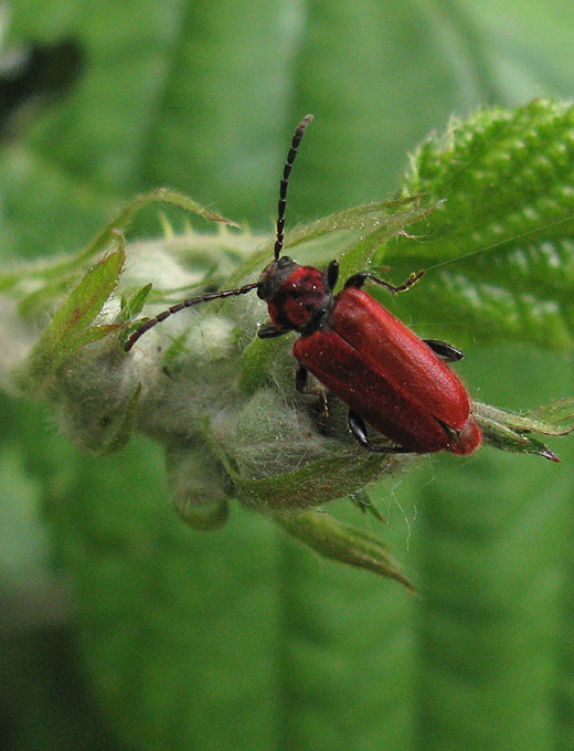 vuurboktor natuurlijk brabant 07052011