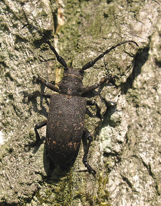 weverbok zouweboezemgebied 31 mei 2009