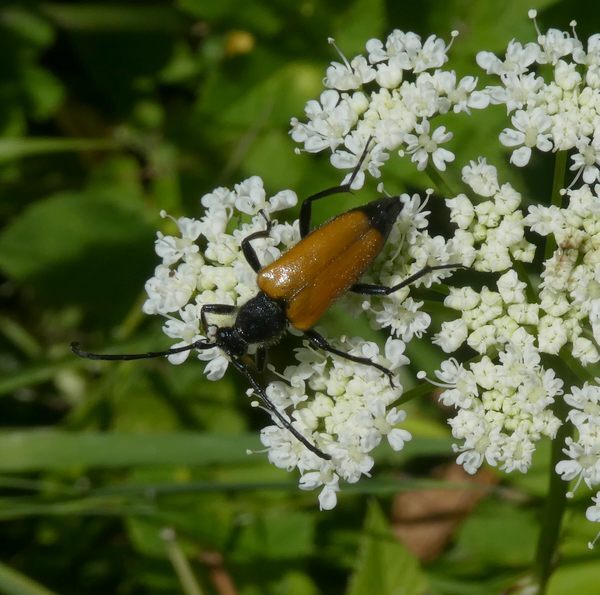 zwarttip smalboktoropzevenbladudenhout11062018