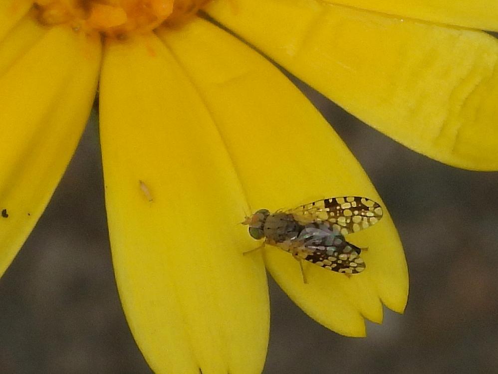 goudsbloemboorvliegopgoudsbloemzouweboezemgebied15082026 1