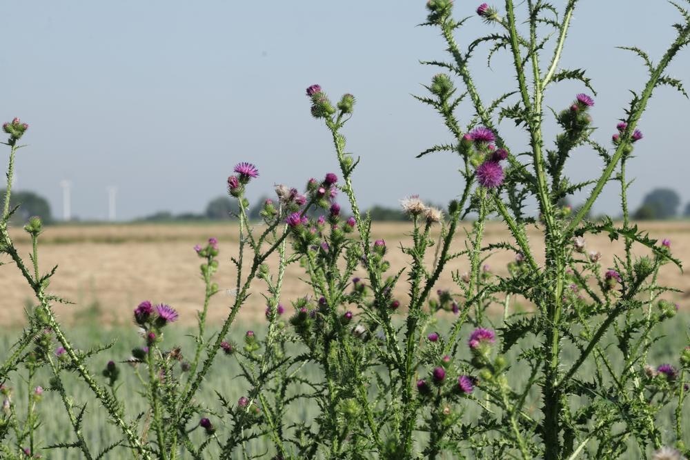kruldistelzouweboezemgebied25062026