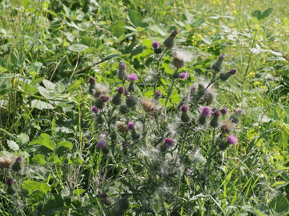 speerdistelsizouweboezemgebied26062026