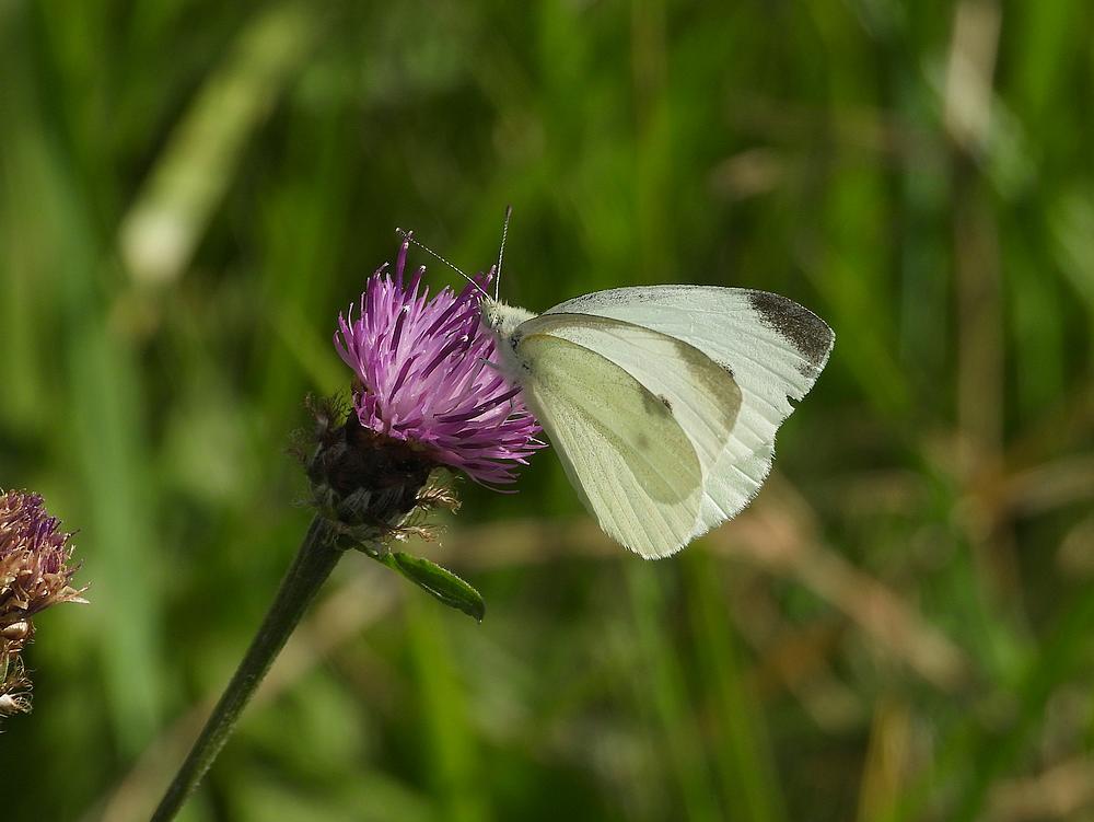 kleinkoolwitjeopknoopkruidzouweboezemgebied10082026 2