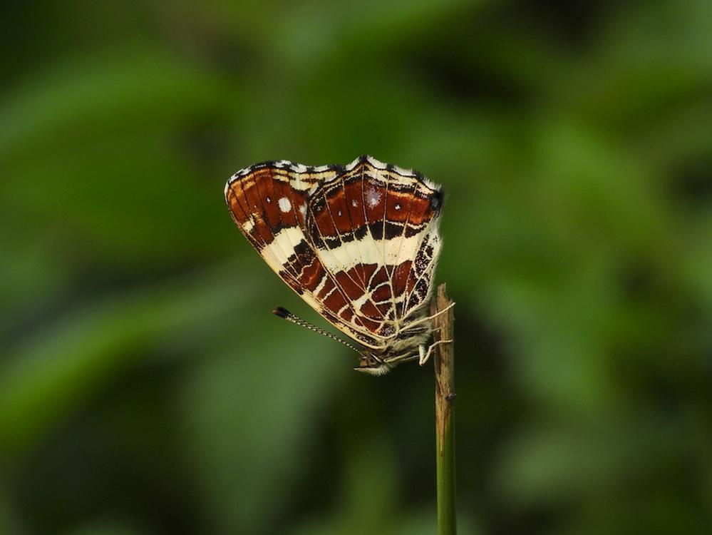 landkaartjeslapendzouweboezemgebied26082026