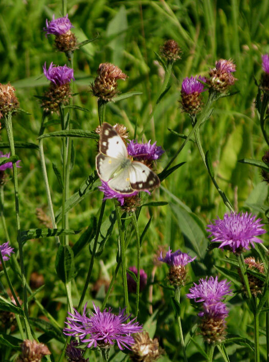 oranje luzernevlinder vrouwvorm helice op knoopkruid lekdijk achthoven 04082013 3