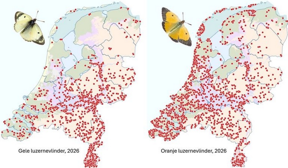 verspreiding gele en oranje luzernevlinder in nederland 2026 bron ndff