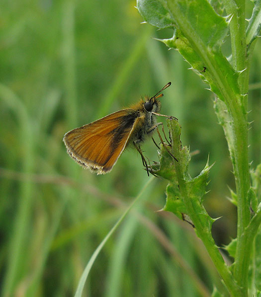 zwartsprietdikkopje schelluinen 25072011 1