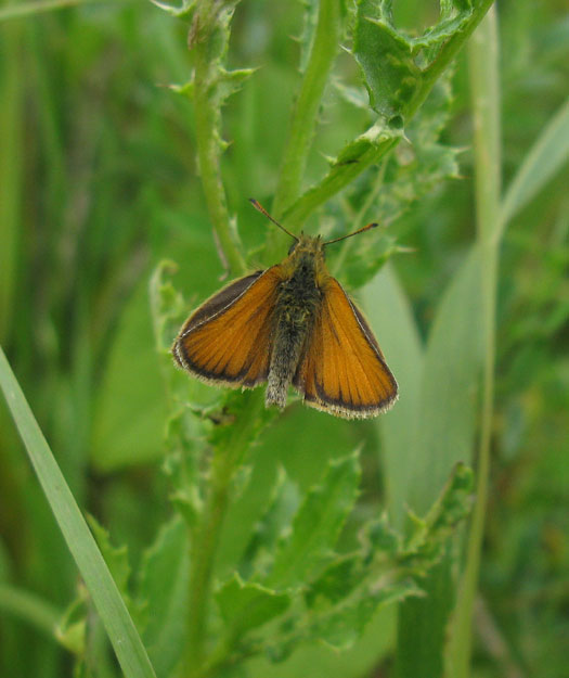 zwartsprietdikkopje schelluinen 25072011 2