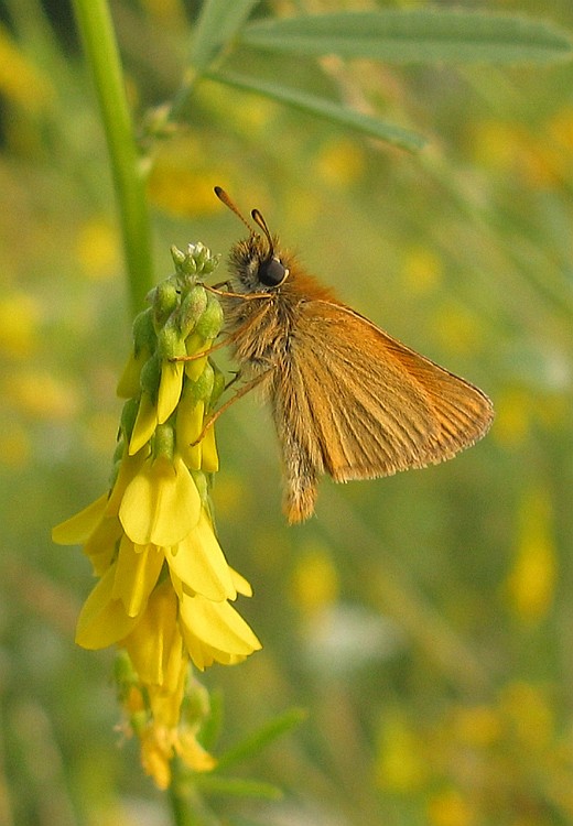 zwartsprietdikkopjeforteverdingen27072010 1
