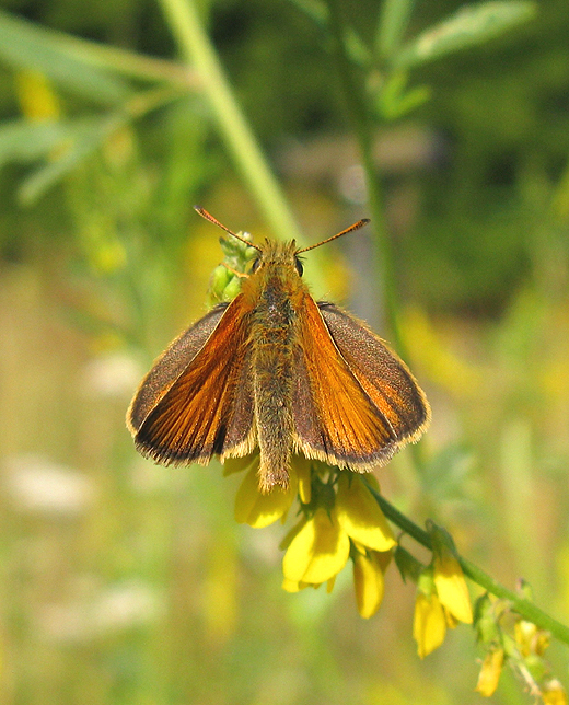 zwartsprietdikkopjeforteverdingen27072010 2