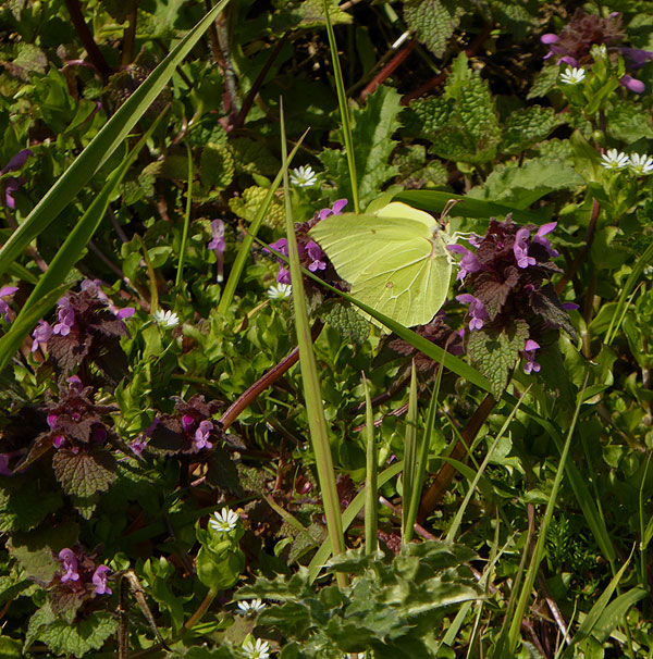 citroenvlindermanoppaarsedovenetelzouweboezem05042015 2
