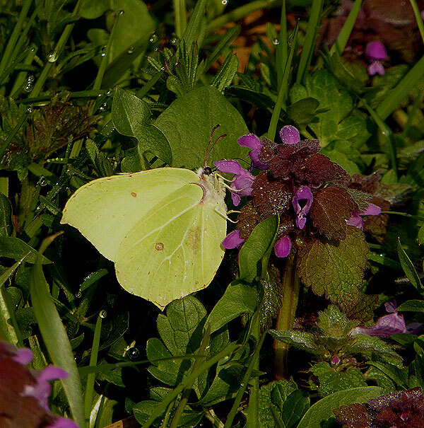 citroenvlindermanoppaarsedovenetelzouweboezem09042015