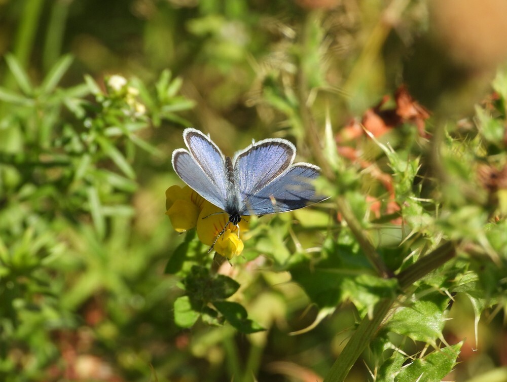 staartblauwtjeairportoersebaanveldhoven21082025 2