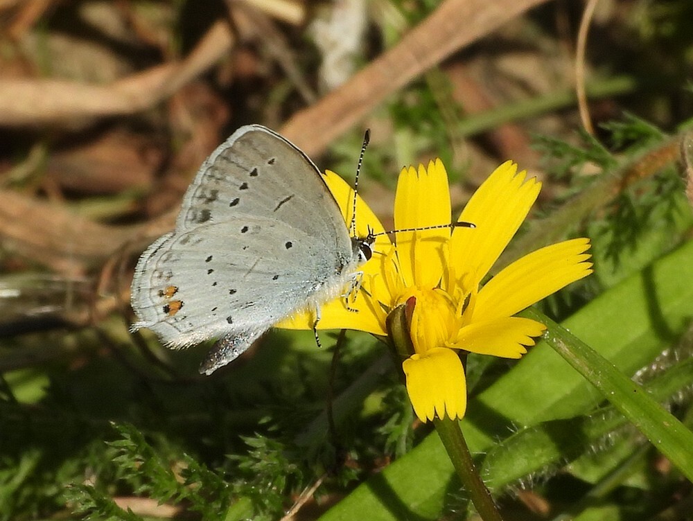 staartblauwtjeairportoersebaanveldhoven21082025 5