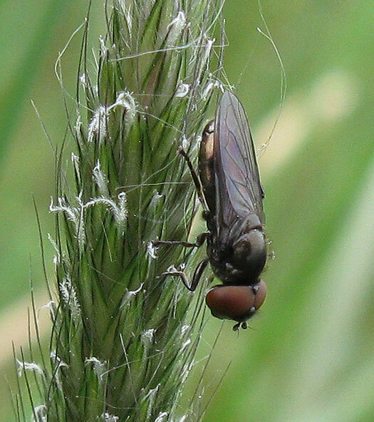 weidedoflijfjevrouwzouweboezemgebied09052012