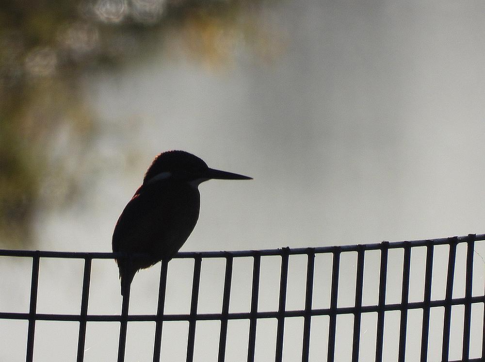 ijsvogelwoerden17012026 1