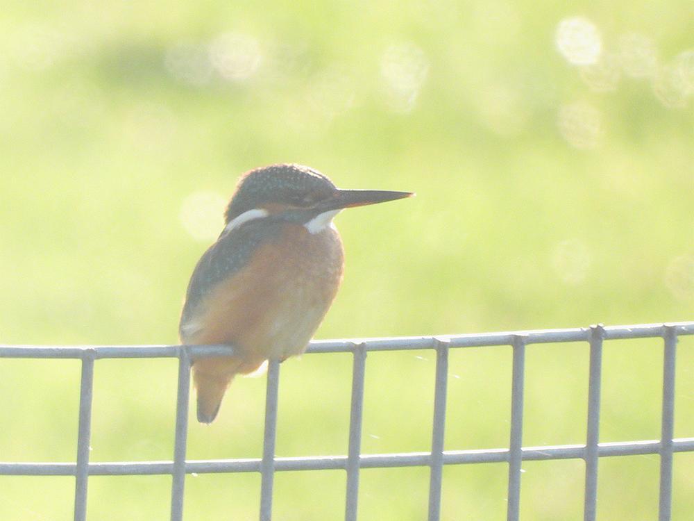 ijsvogelwoerden17012026 2