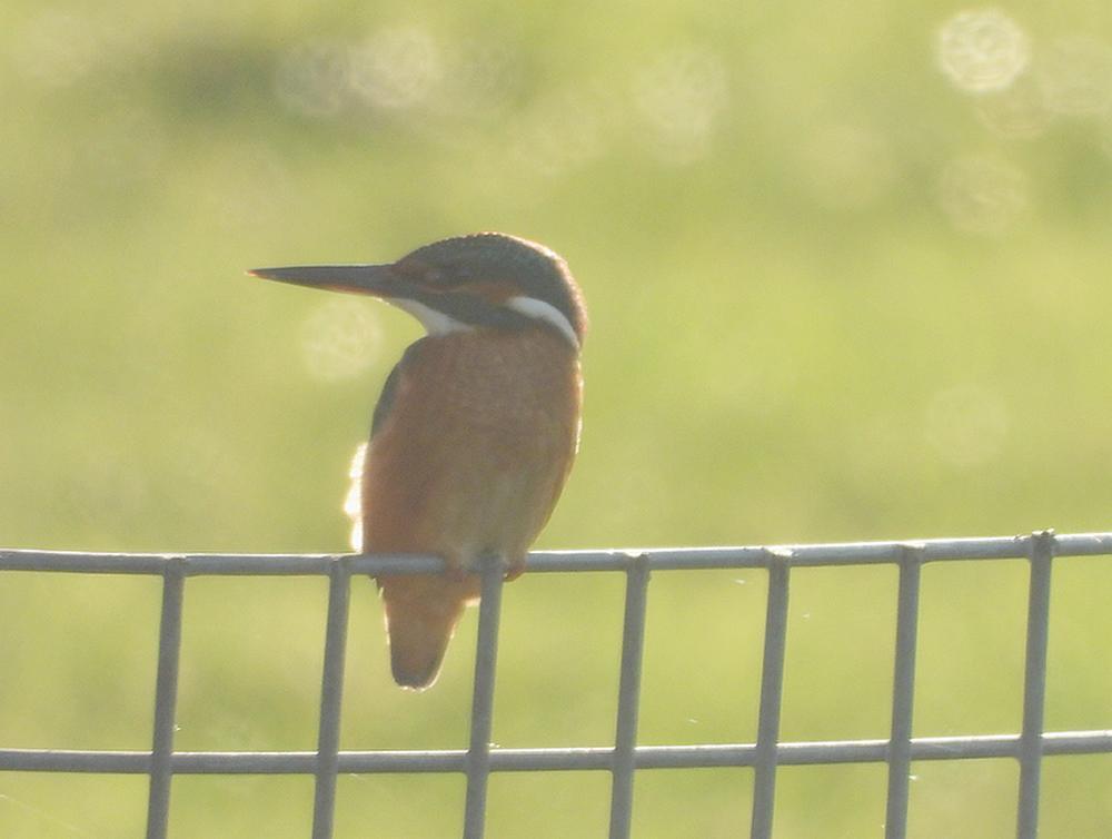 ijsvogelwoerden17012026 3
