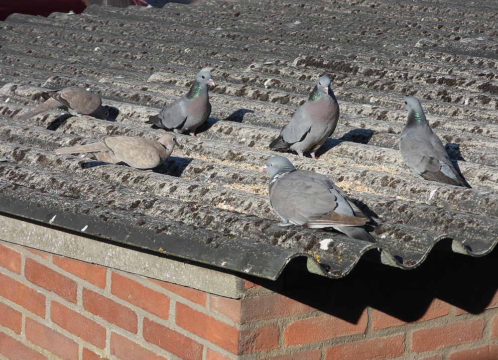turksetortelshoutduifenholenduivenvoerplaatsschuurdakmeerkerk22052026