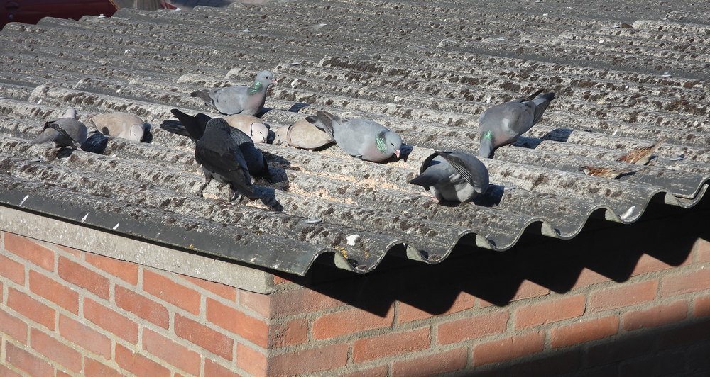 turksetortelskauwenhoutduifholenduivenenhuismussenvoerplaatsschuurdakmeerkerk22052026