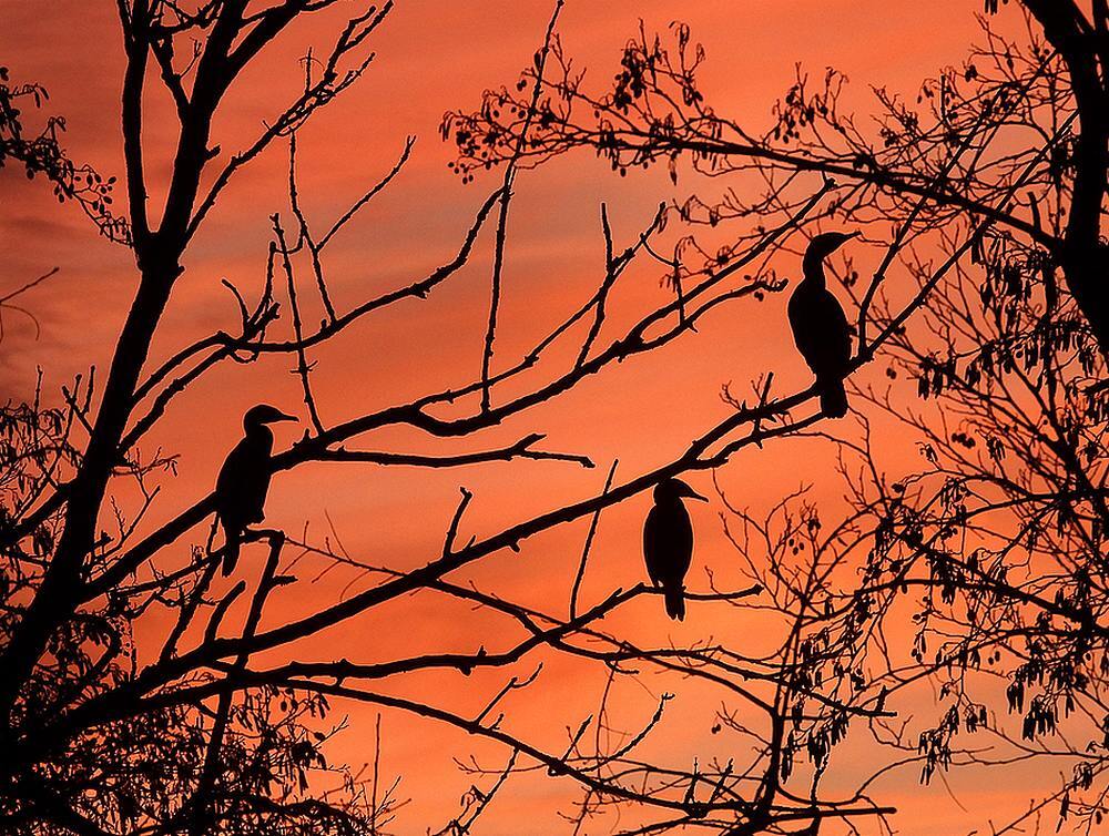 aalscholversinavondroodzouwboezemgebied19122025