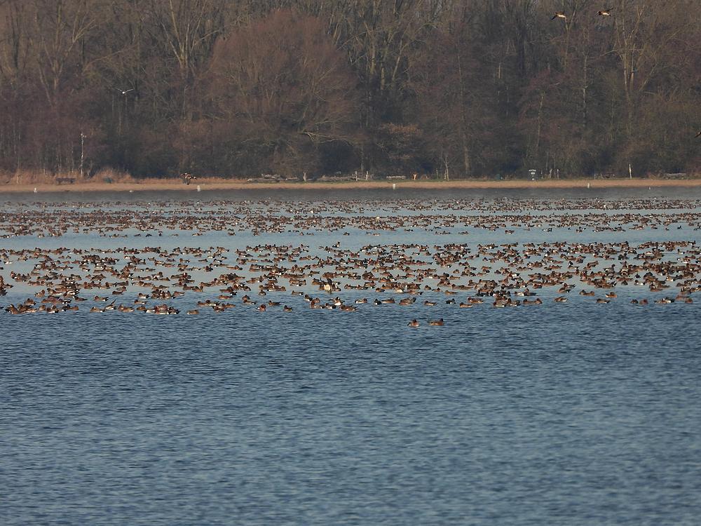 smientenreeuwijkseplassen17012026