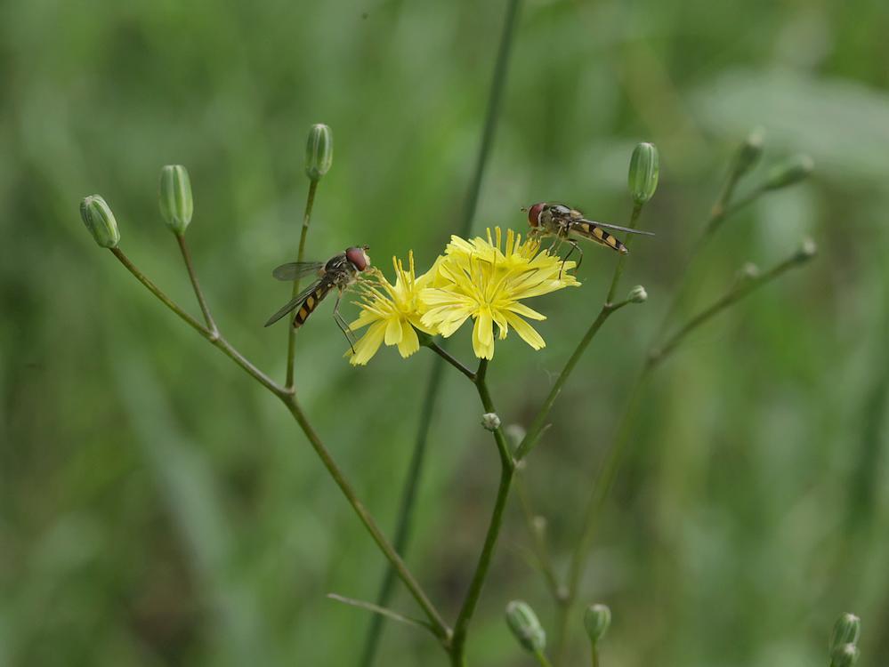 variabelelfjeopakkerkoolzouweboeemgebied06062026