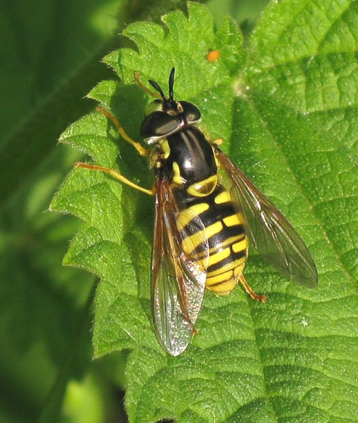 grotefopwespvrouwnatuurlijkbrabant11052009 1
